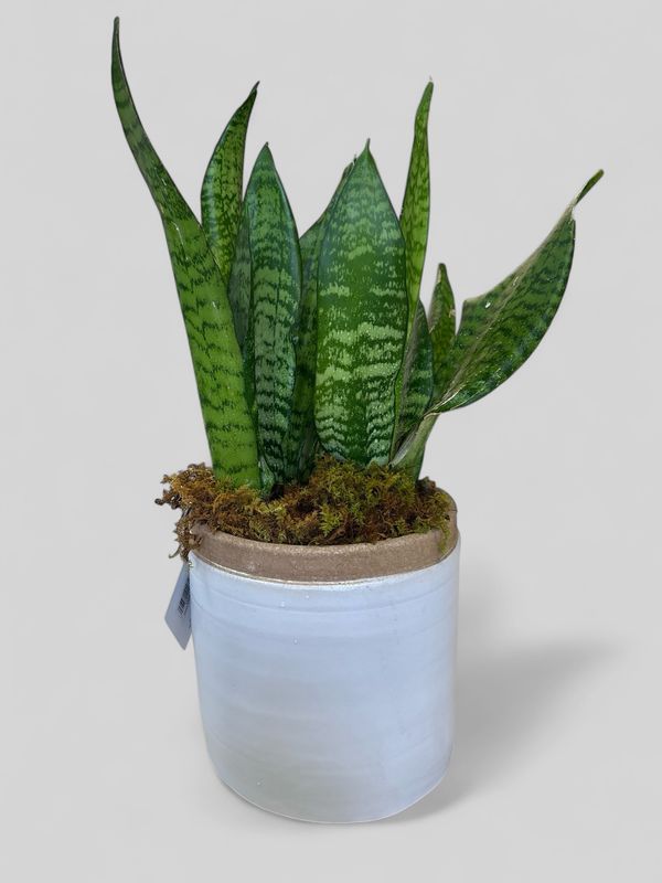 white terracotta pot with plant