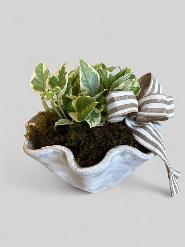 Medium White wakefield pot with plant
