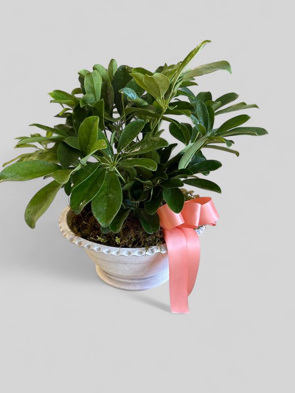 medium wakefield bowl with plant