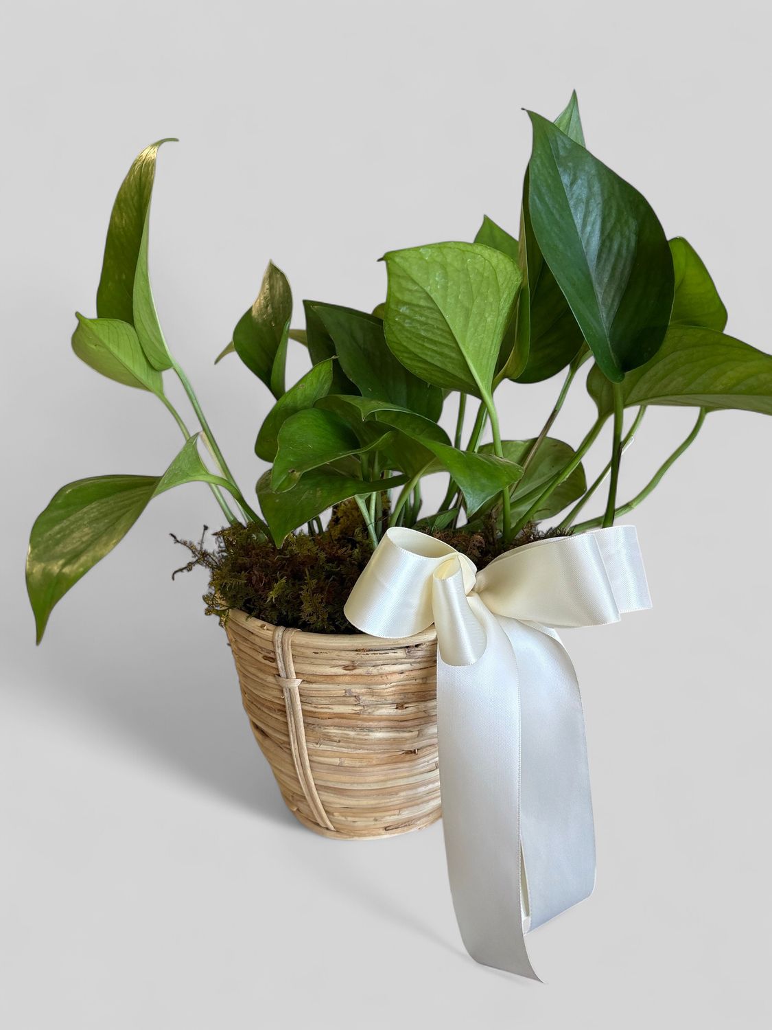 Small cane rattan basket with plant