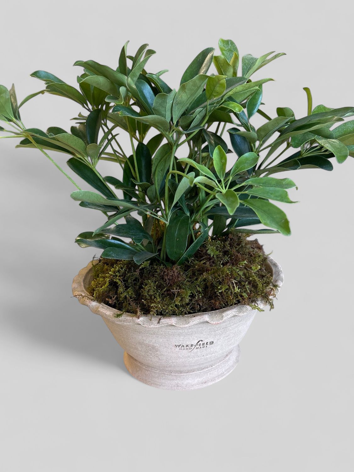 Medium terra-Cotta pot with plant