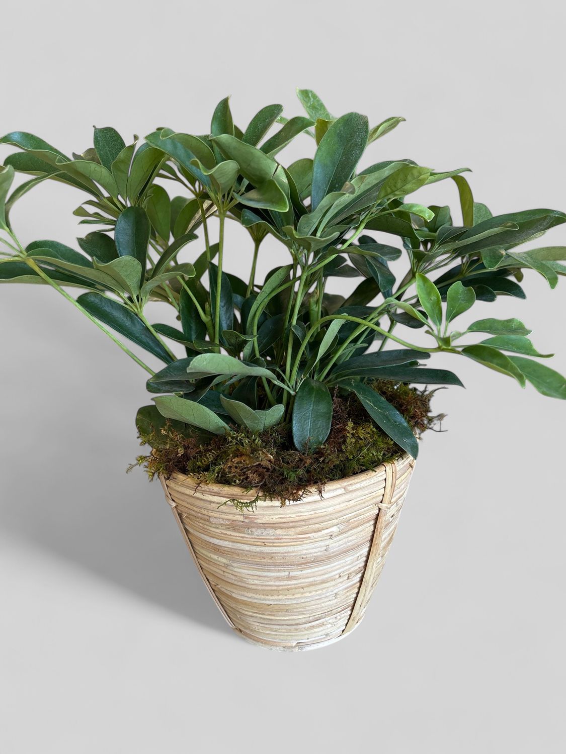 Medium Cane rattan basket with plant