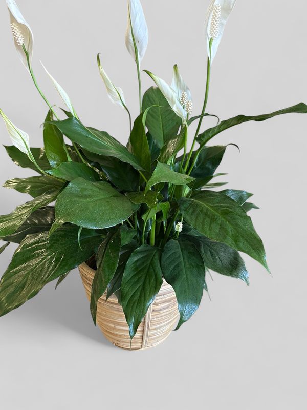 Large cane rattan basket with plant