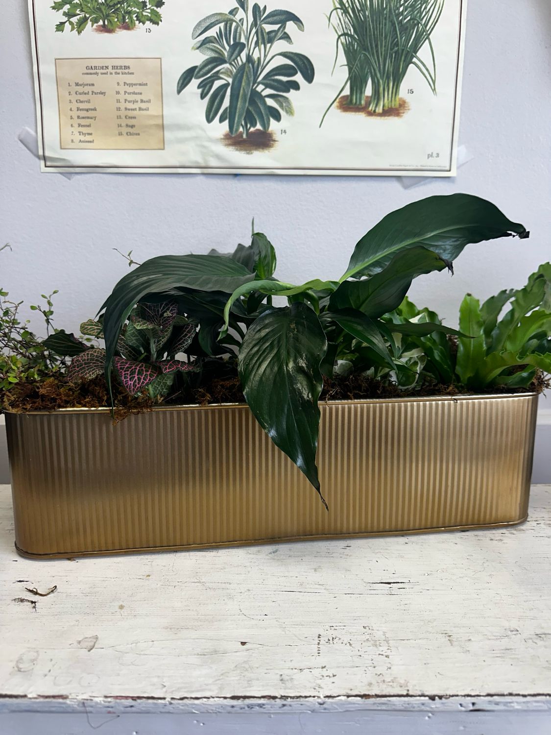 Gold Trough With 5 Small Plants