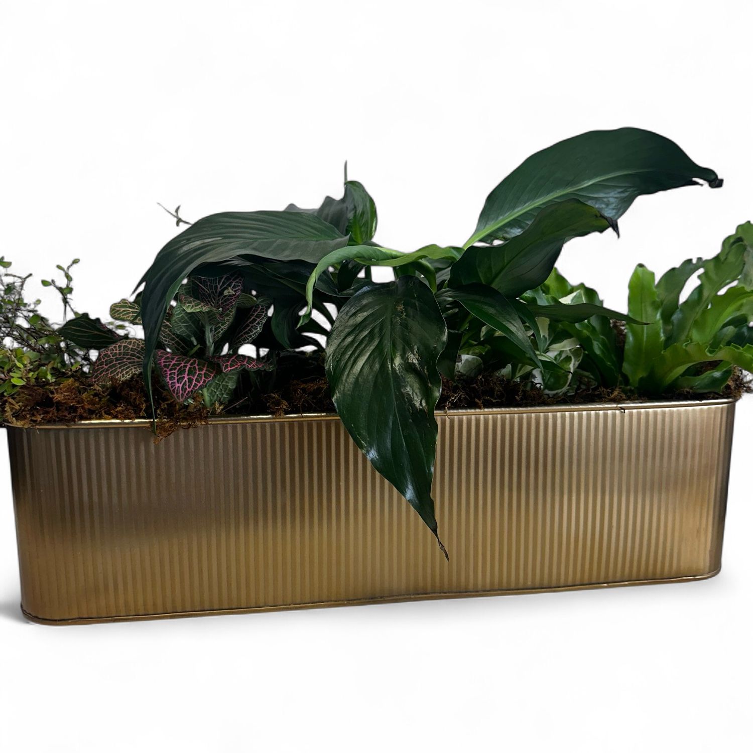 Gold Trough With 5 Small Plants