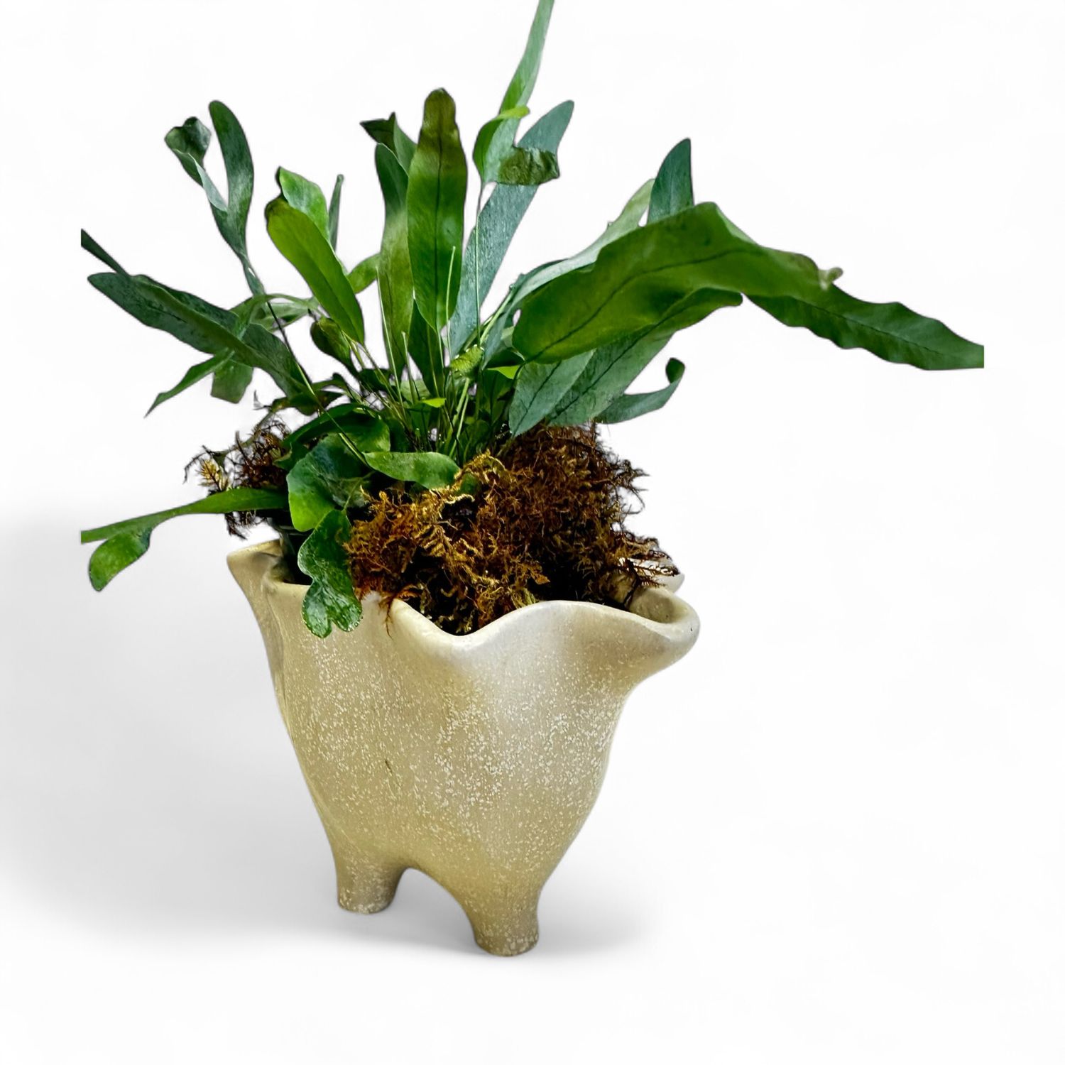 Small footed planter With Florals Or Plant
