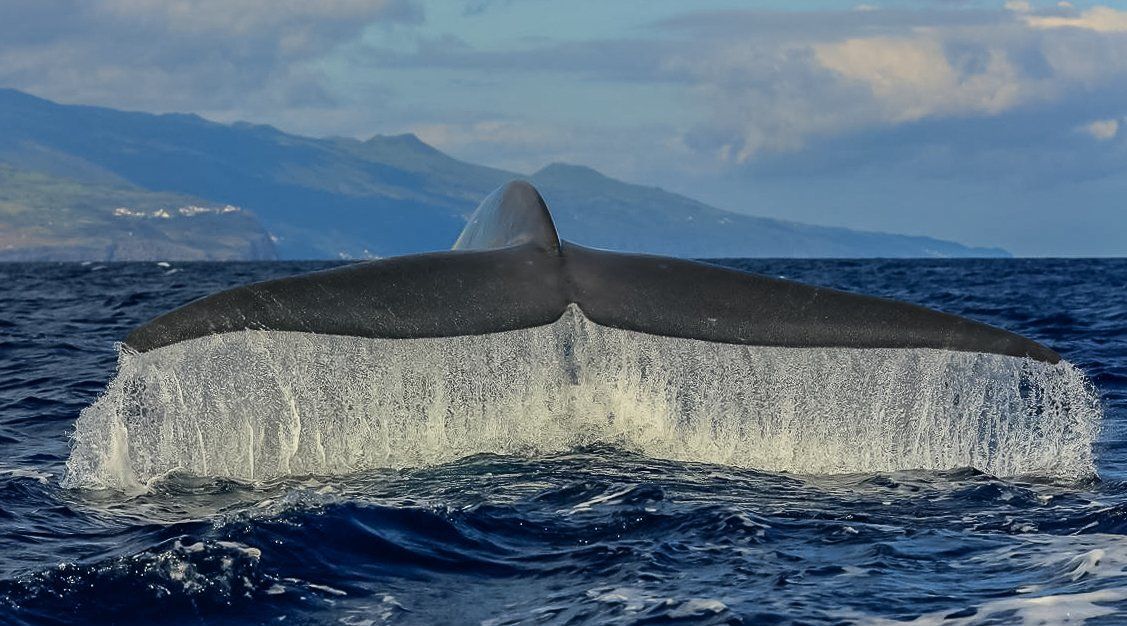 Whale & Dolphin Watching