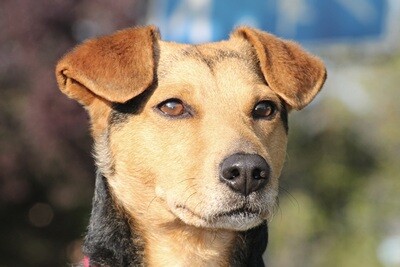 Canine