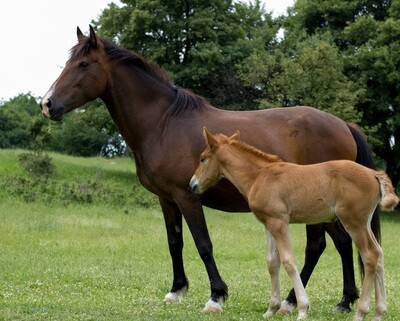 Equine