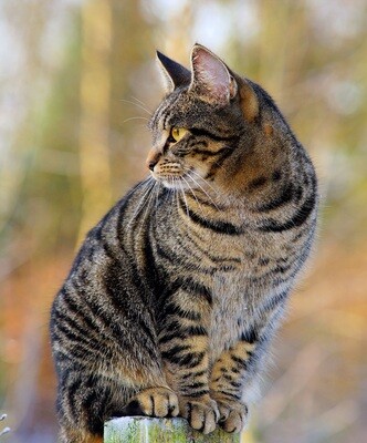 Feline