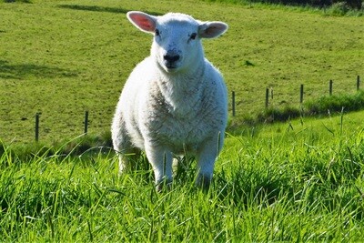 Sheep/Goats