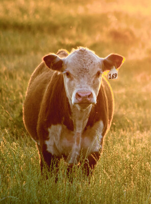 Bovine