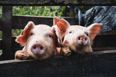 Swine