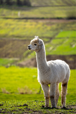 Llama