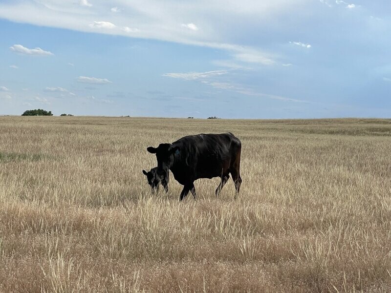 Domestic Wagyu/Angus Cross