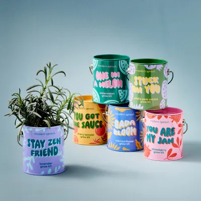 Modern sprout Grown Kit