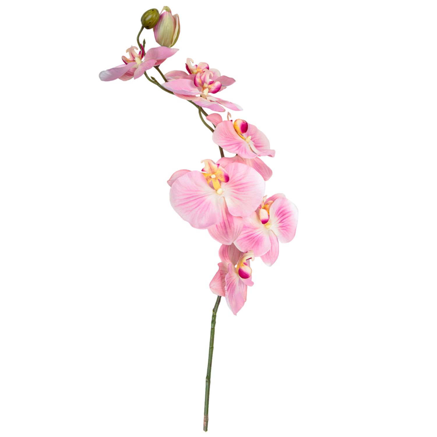JUMBO PHALAENOPSIS PINK