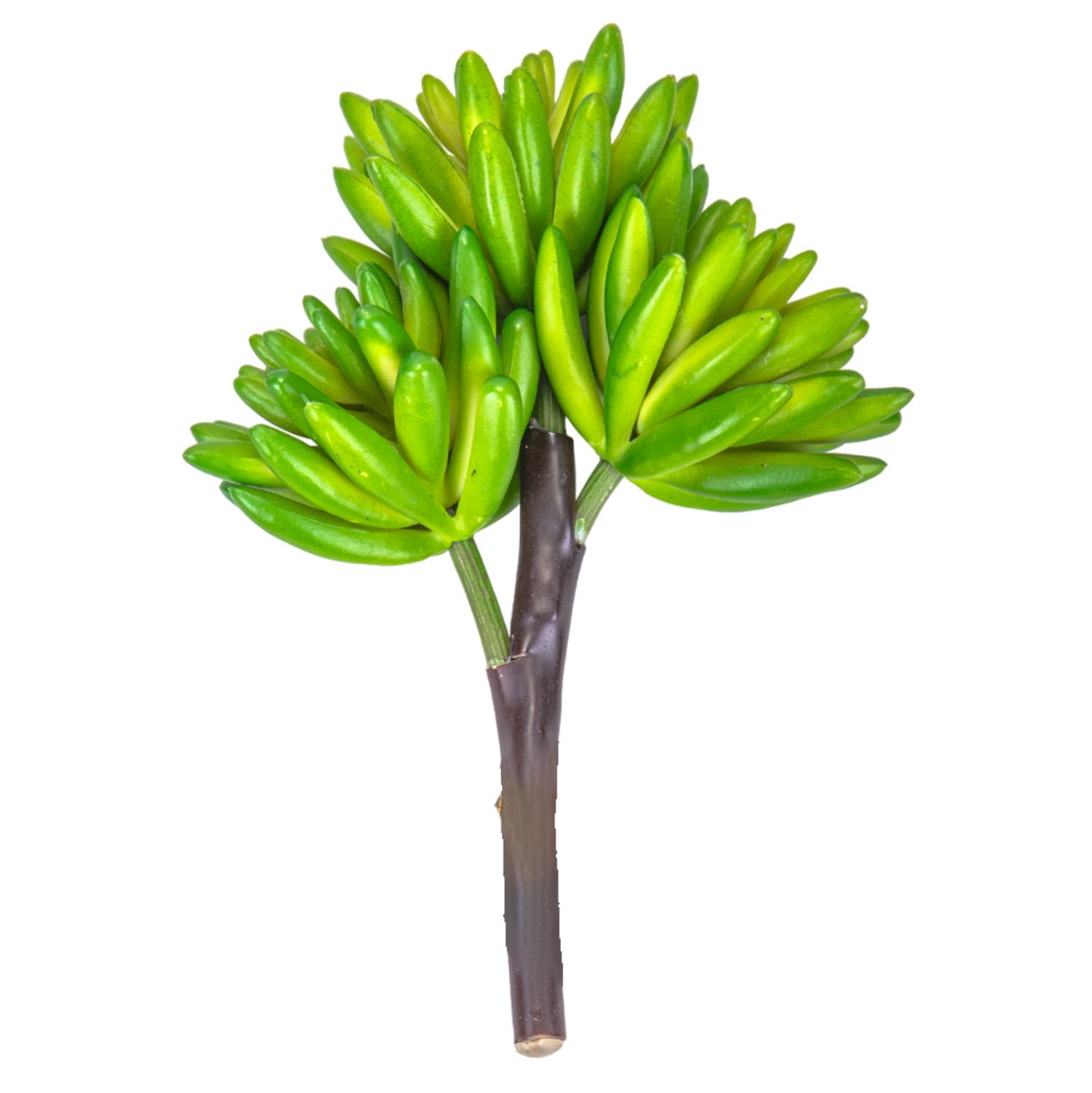 SUCULENTA BUSH