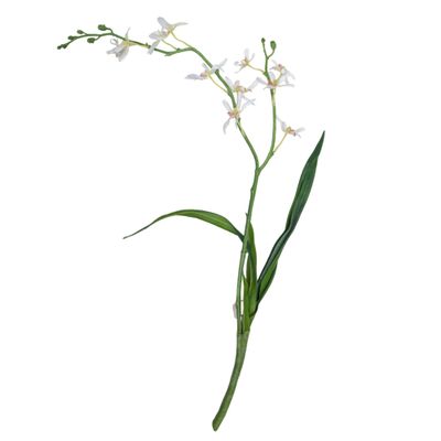 ORQUIDEA ARAÑA 36&quot; / SPIDER ORCHID SPRAY 