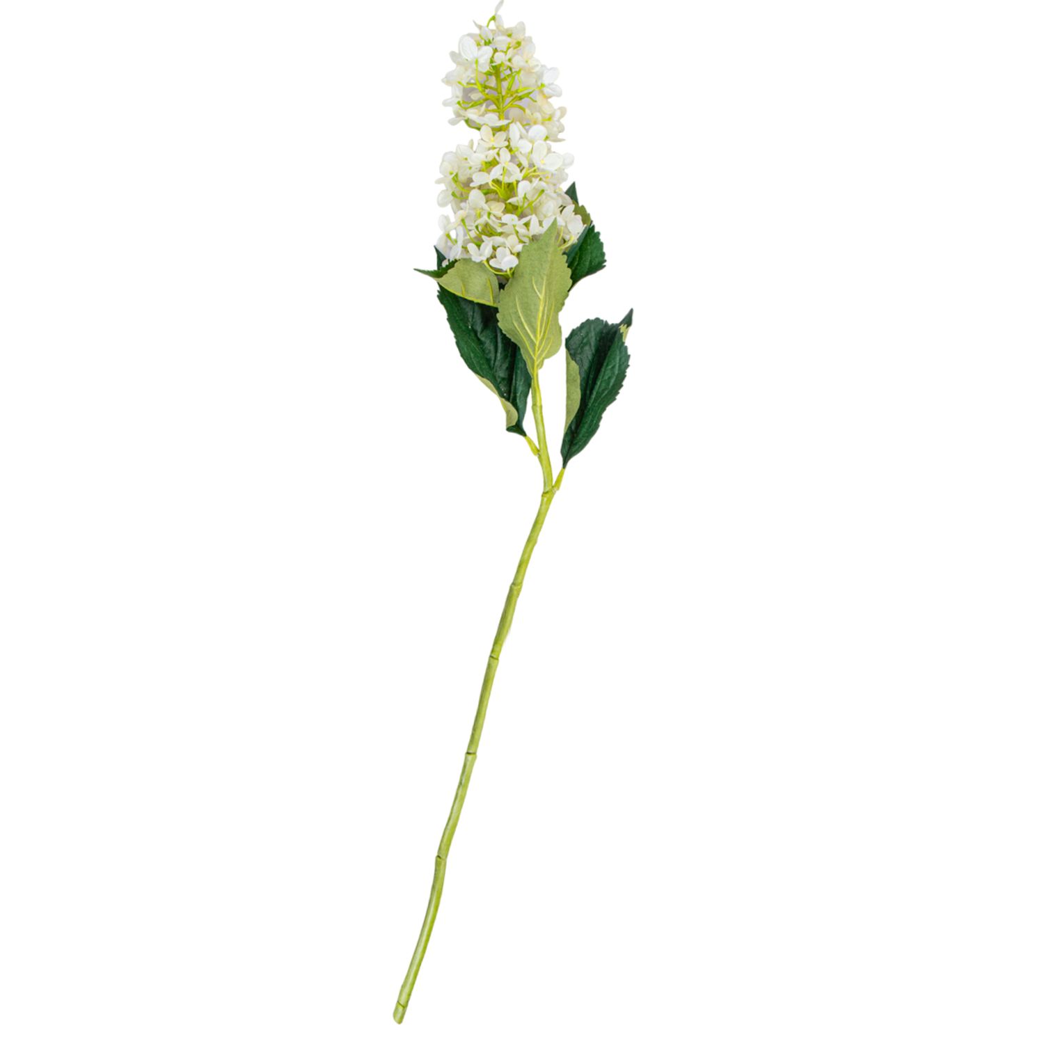 37 SINGLE CONE HYDRANGEA 