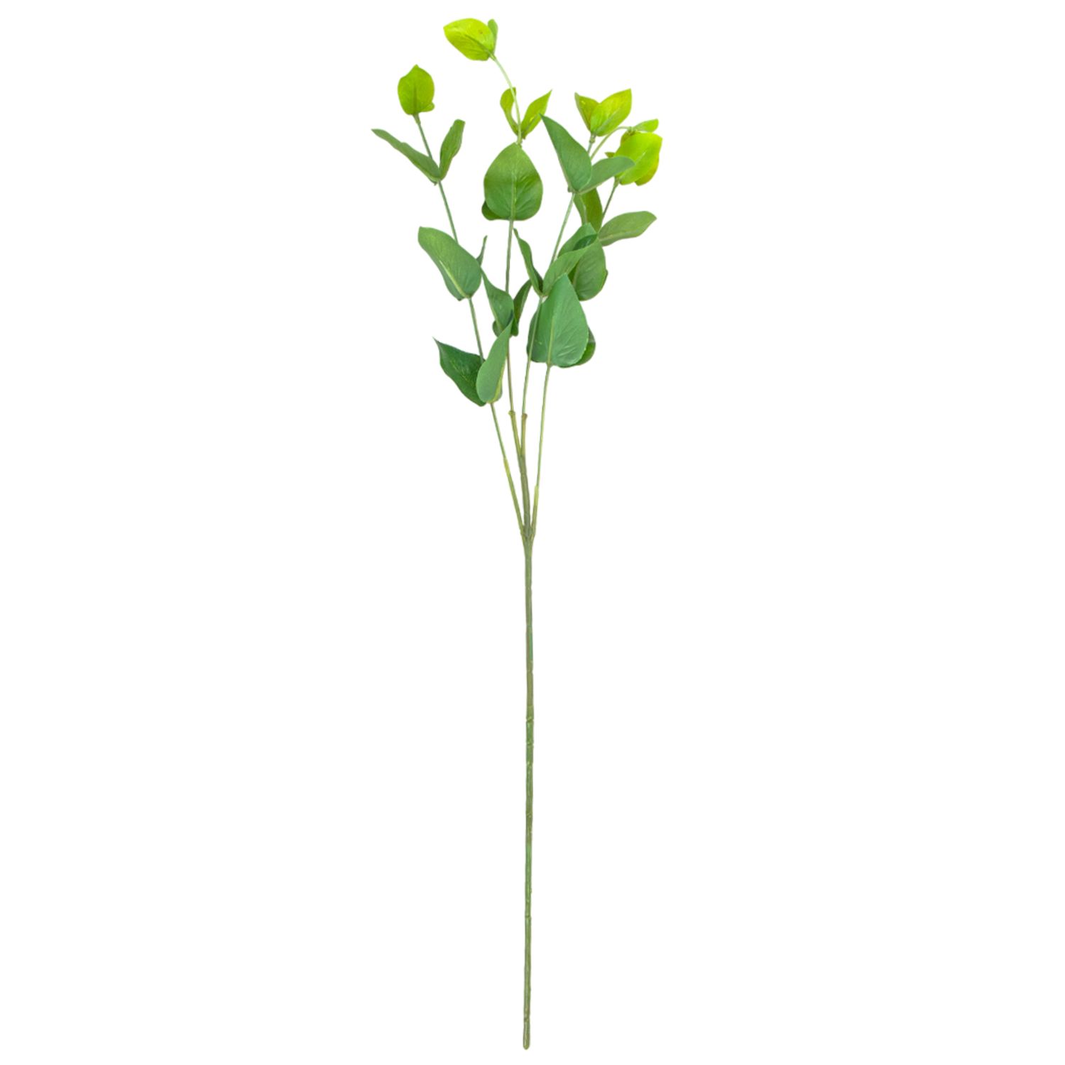 EUCALYPTUS WB111-32J/GN