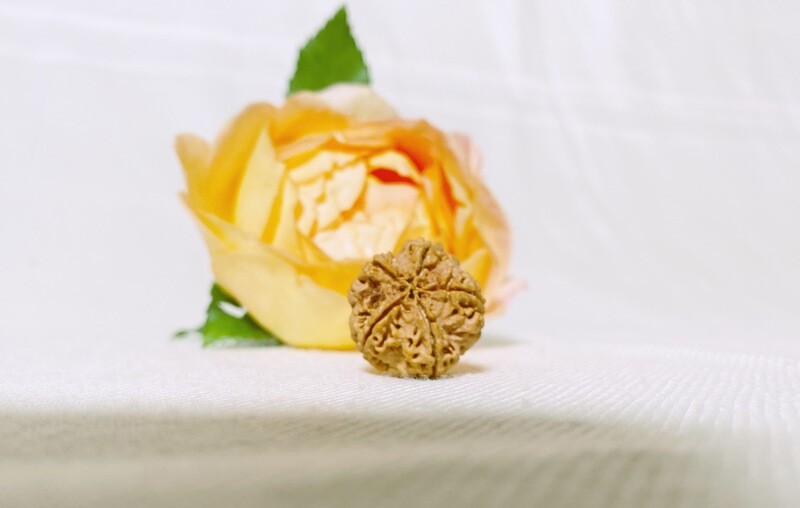 5-Augen Rudraksha