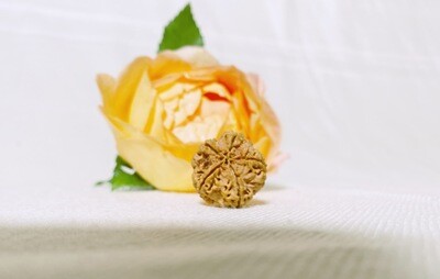 5-Augen Rudraksha