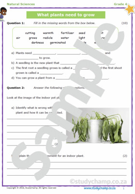 Grade 4 Natural Sciences Test: What plants need to grow