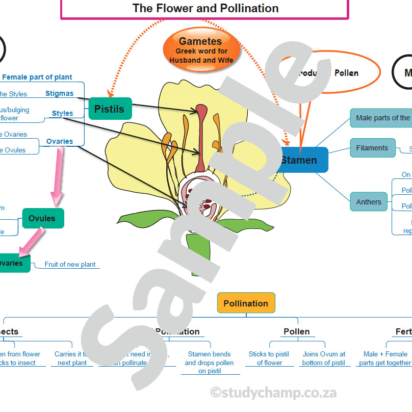 Grade 5 Natural Sciences Summary: Flowers and Life Cycle of plants