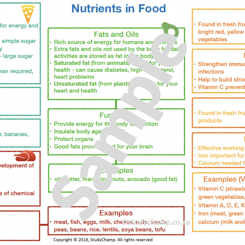 Grade 6 Natural Sciences Summary: Food and Diet
