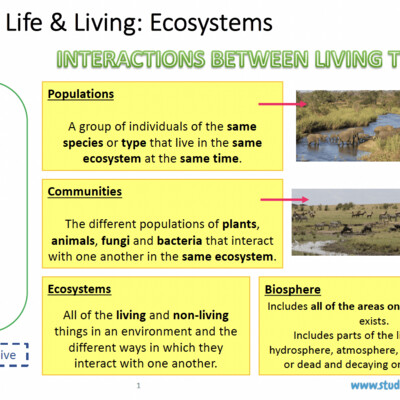 Grade 8 Natural Sciences Summary: Ecosystems