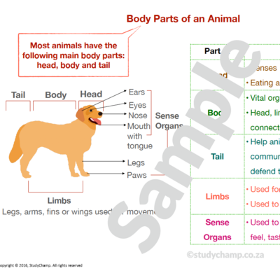 Grade 4 Natural Sciences Summary: Animals and Habitats