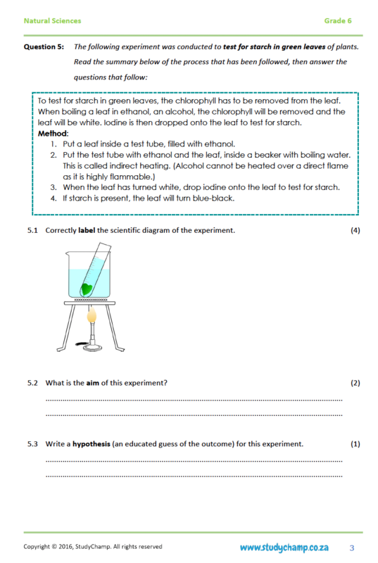Grade 6 Natural Sciences Test: Photosynthesis