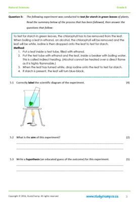 Grade 6 Natural Sciences Test: Photosynthesis