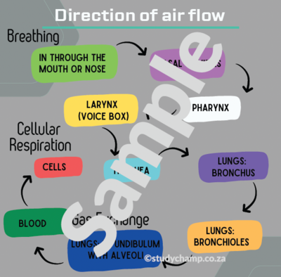 Grade 9 Natural Sciences Summaries: Respiratory and Circulatory Systems