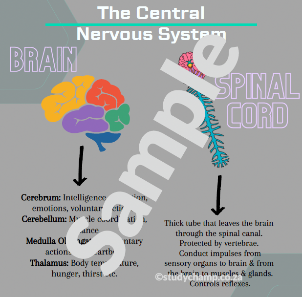 Grade 9 Natural Sciences Summaries: Nervous and Reproductive Systems