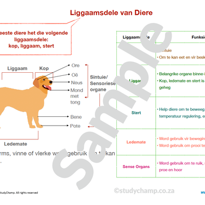 Graad 4 Natuurwetenskappe Opsomming: Diere en Habitatte