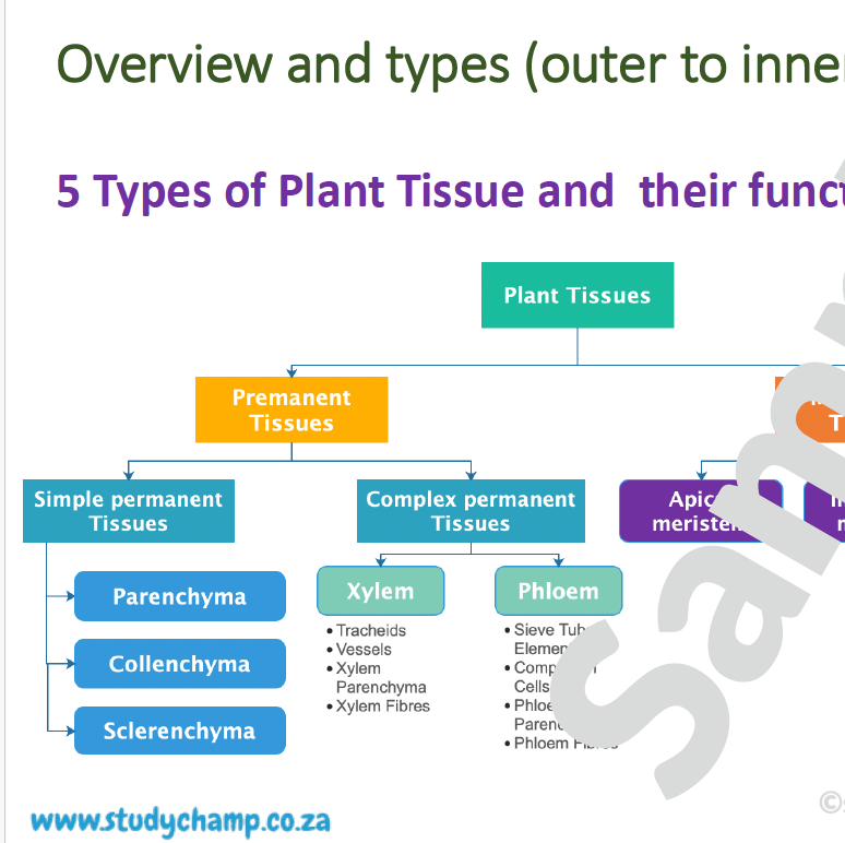 Grade 10 Life Sciences Summaries: Plant tissue and Plant organs