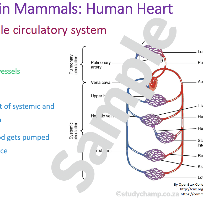 Grade 10 Life Sciences Summary: Support in Animals and Transport in  Mammals