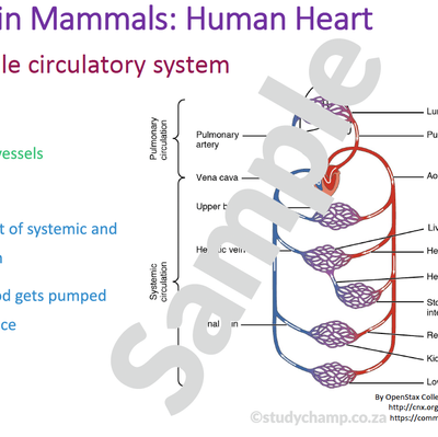 Grade 10 Life Sciences Summary: Support in Animals and Transport in  Mammals