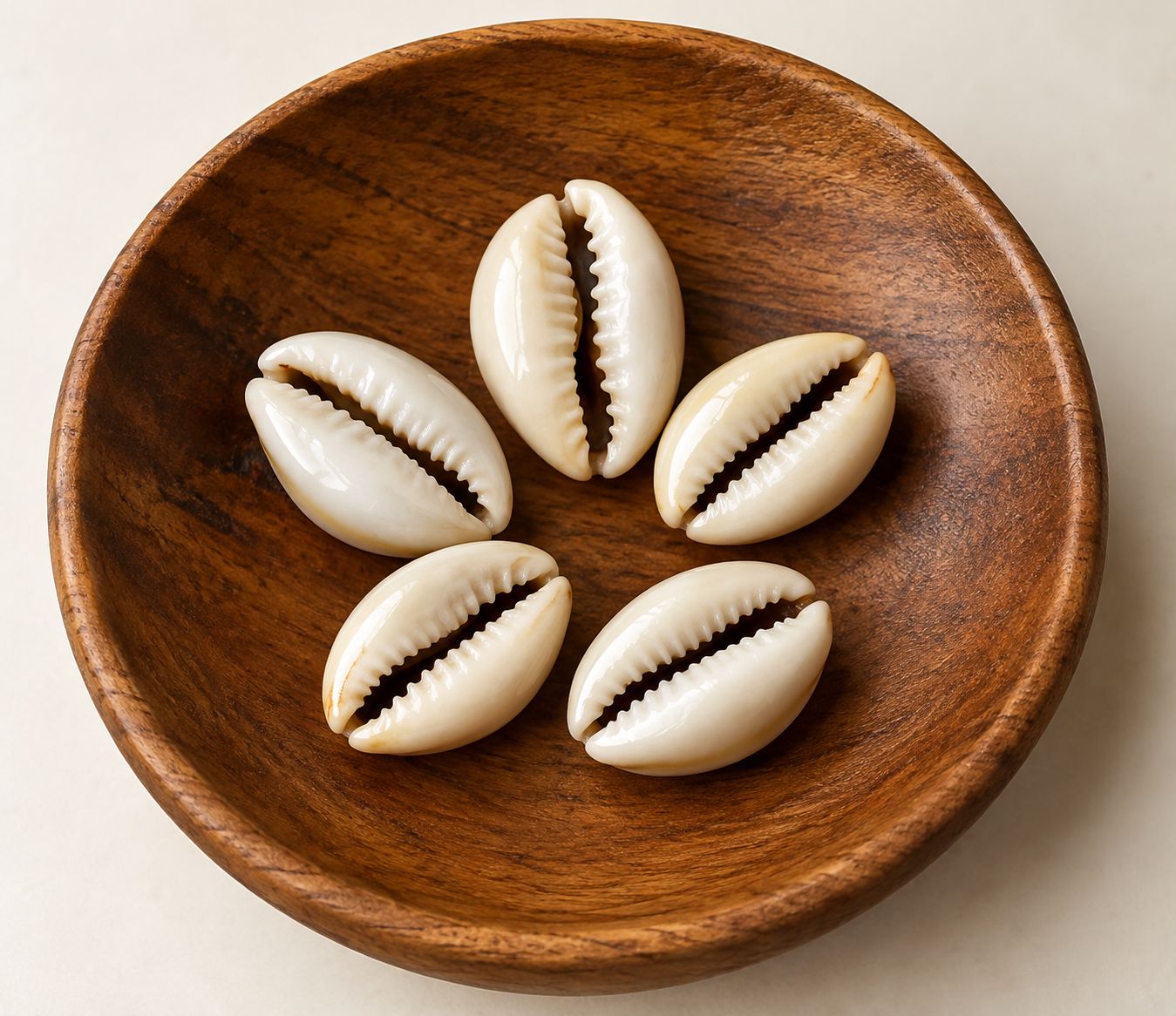 Polished Cowries (x5)