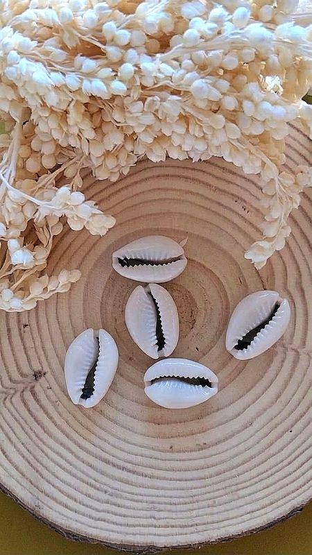 Large Polished Cowries (x5)