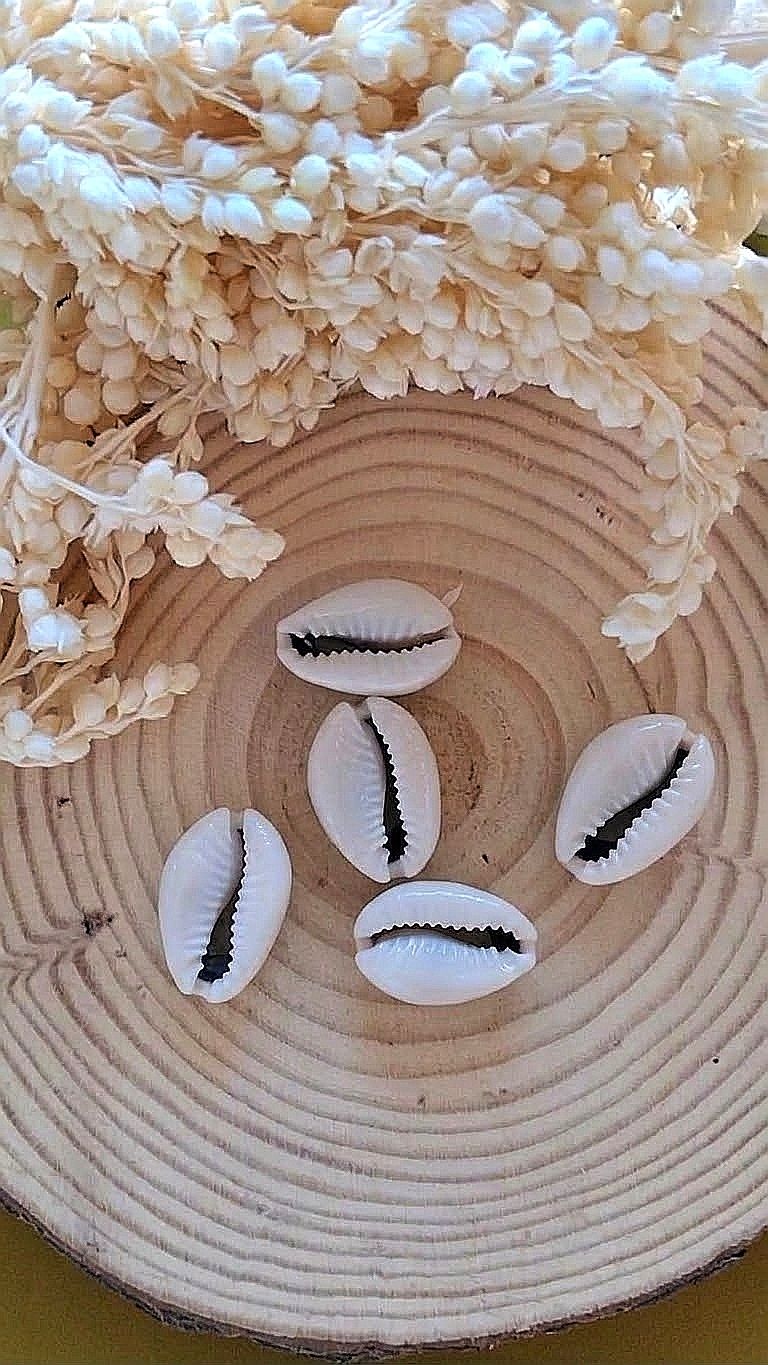Large Polished Cowries (x5)