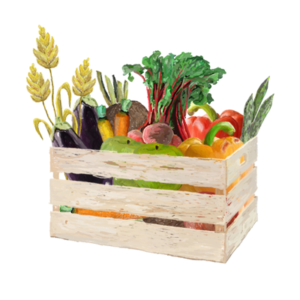 ortaggi+frutta = CASSETTA MISTA