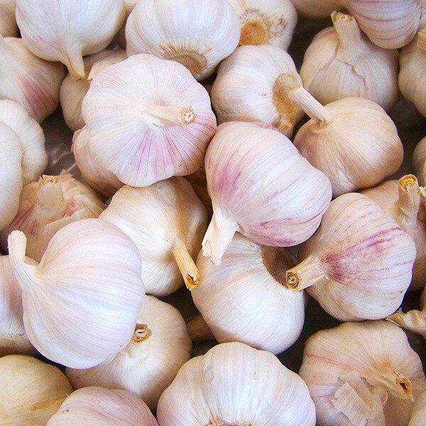 AGLIO