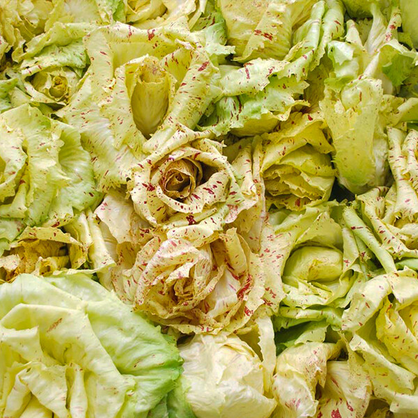 Radicchio Variegato - 0,5 kg Radicchio Variegato - 0,5 kg