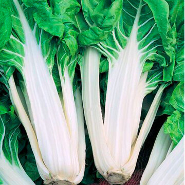 BIETA A COSTE - 0,5 kg BIETA A COSTE - 0,5 kg