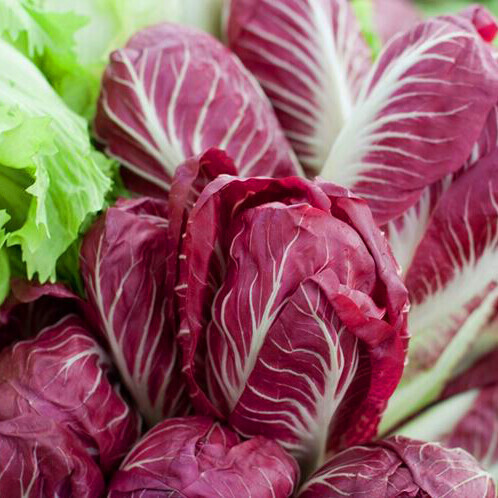 Radicchio Rosso - 0,5 kg