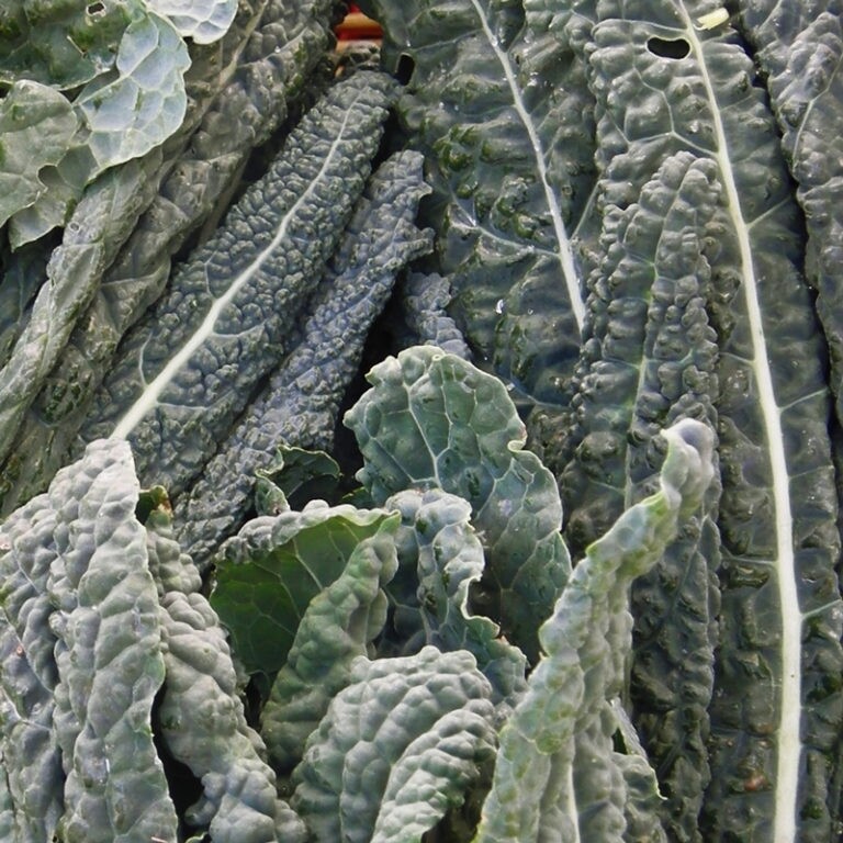 Cavolo nero - 0,5 kg Cavolo nero - 0,5 kg