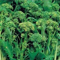 CIME DI RAPA 0,50 kg CIME DI RAPA 0,50 kg
